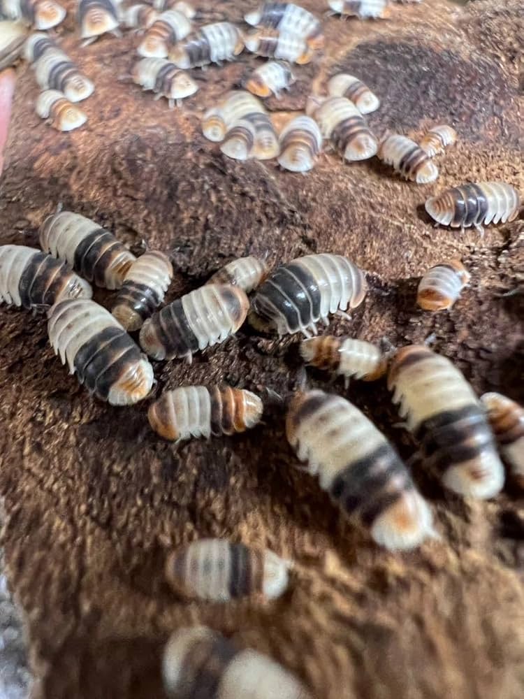 だんご虫 特徴 － ダンゴムシ〔団子虫〕－ 生き物 － 小さな園芸館